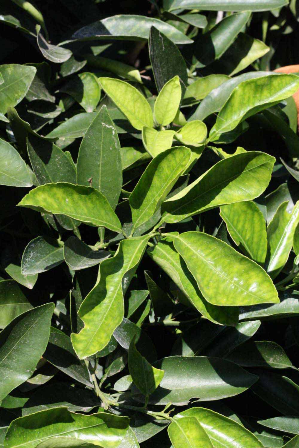              Sun leaves (Riverside, CA)       